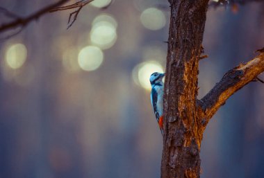 Ağaçkakan güzel bir akşam ışığında yiyecek arıyor.