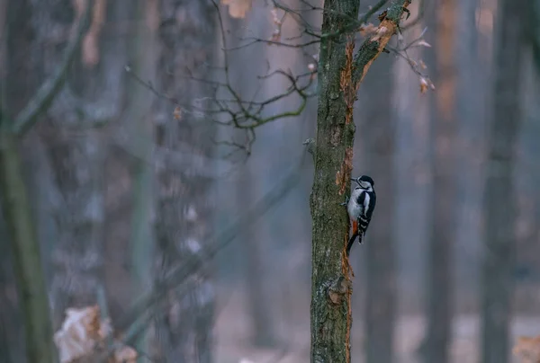 Woodpecker Looking Food Beautiful Evening Light — Stock Photo, Image