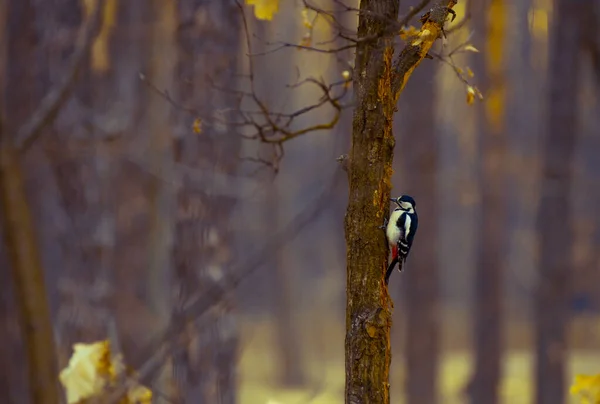 Pájaro Carpintero Buscando Comida Hermosa Luz Noche —  Fotos de Stock