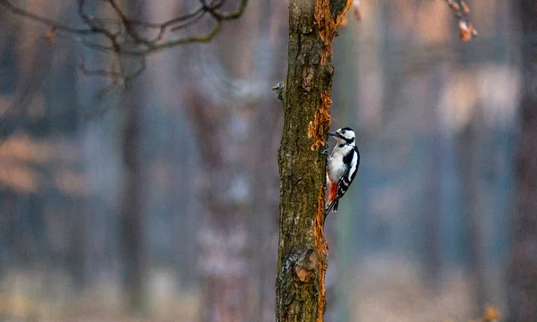 Woodpecker Looking Food Beautiful Evening Light — Stock Photo, Image