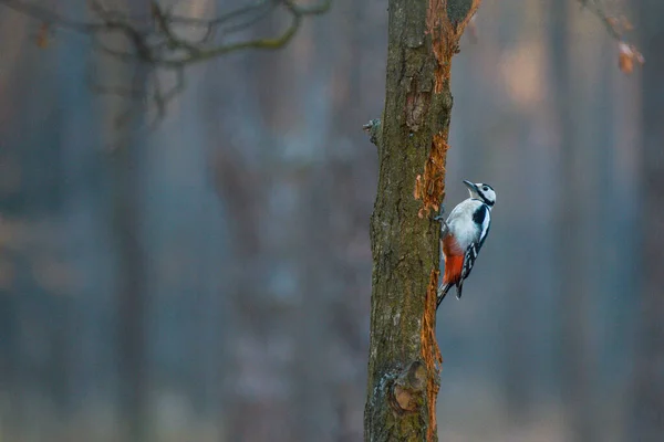 Woodpecker Looking Food Beautiful Evening Light — Stock Photo, Image