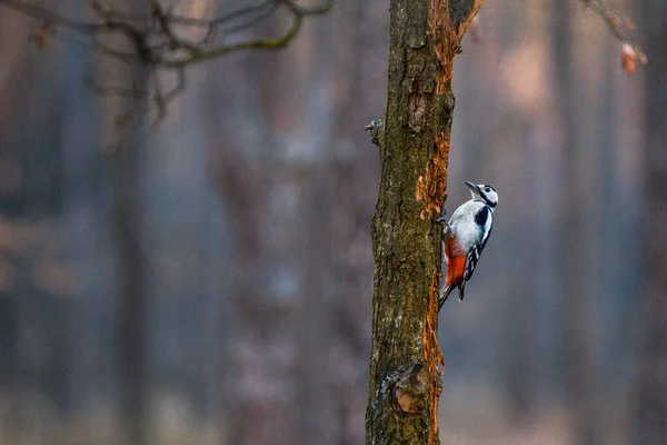 Woodpecker Looking Food Beautiful Evening Light — Stock Photo, Image