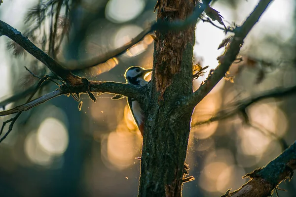 Ağaçkakan Güzel Bir Akşam Işığında Yiyecek Arıyor — Stok fotoğraf