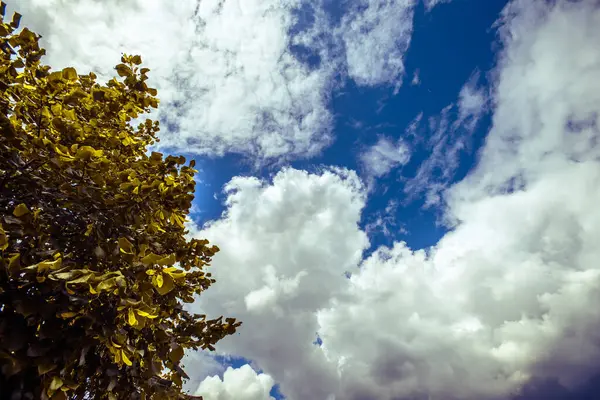 Mooie Wolken Bladeren Boom — Stockfoto