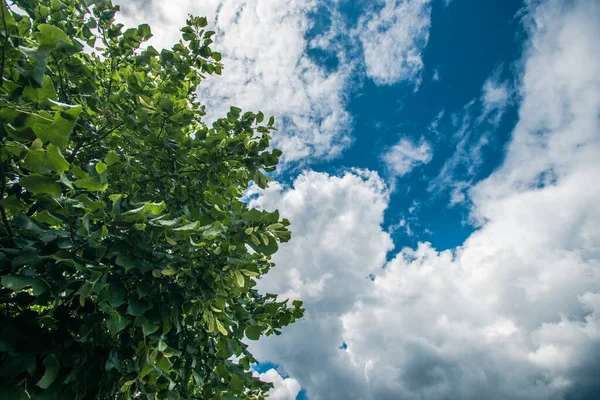 Belas Nuvens Folhas Árvore — Fotografia de Stock