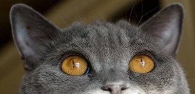 Büyük, ateşli gözlü bir kedi Gri Britanyalı