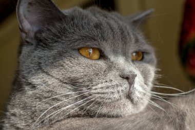 Büyük, ateşli gözlü bir kedi Gri Britanyalı