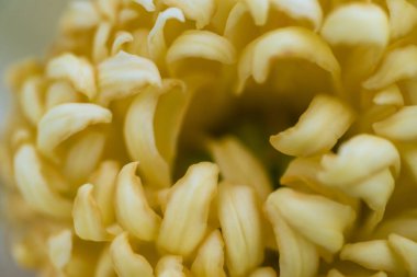 Güzel kasımpatı çiçekli makro veya mikro