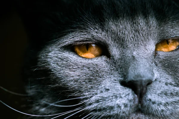 Кіт Великими Вогняними Очима Сірий Британський — стокове фото