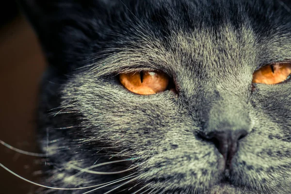 Gato Com Grandes Olhos Inflamados Cinza Britânico — Fotografia de Stock