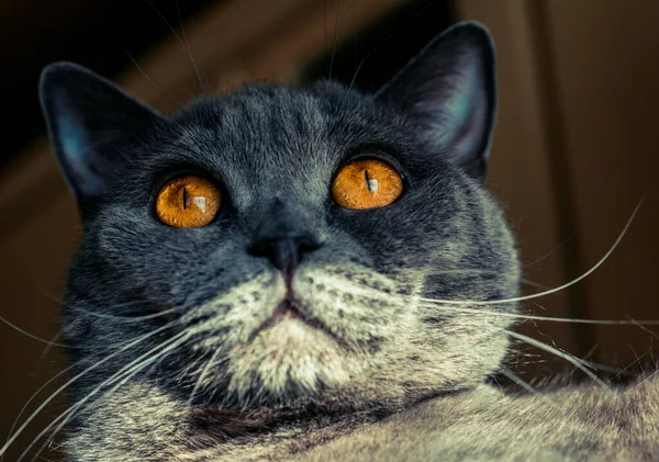 Gato Con Grande Ardiente Ojos Gris Británico — Foto de Stock