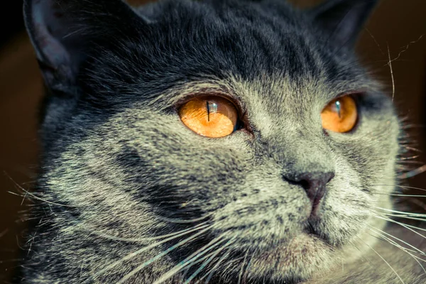 Cat Big Fiery Eyes Gray British — Stock Photo, Image