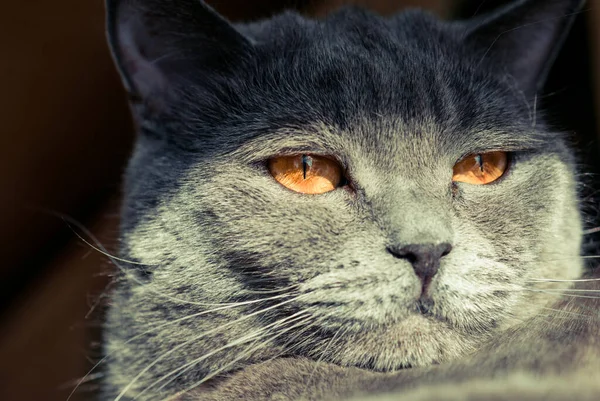 Кіт Великими Вогняними Очима Сірий Британський — стокове фото
