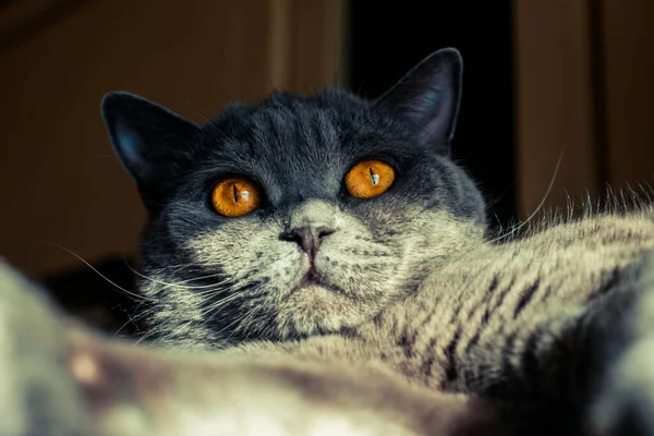 불그스름 고양이 — 스톡 사진