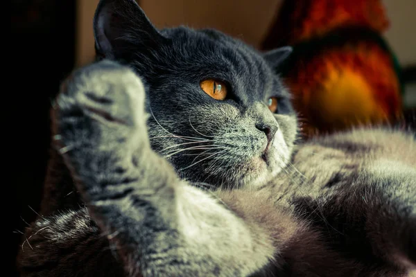 Katt Med Stora Eldiga Ögon Grå Britt — Stockfoto