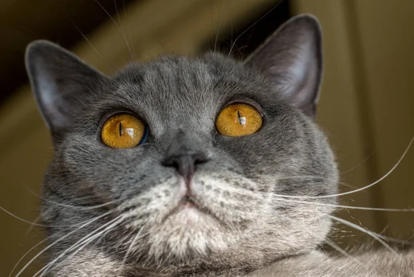 Cat Big Fiery Eyes Gray British — Stock Photo, Image