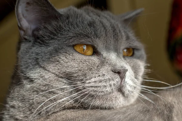 Katze Mit Großen Feurigen Augen Grau Britisch — Stockfoto