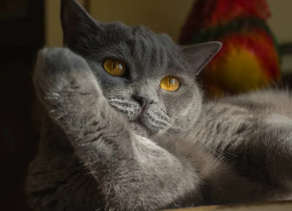 Kočka Velkýma Ohnivýma Očima Šedá Britská — Stock fotografie