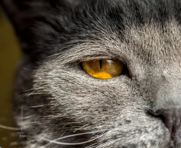 Katze Mit Großen Feurigen Augen Grau Britisch — Stockfoto