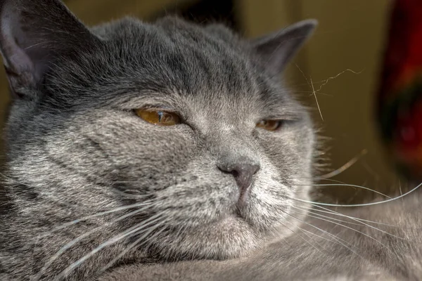 Gato Con Grande Ardiente Ojos Gris Británico —  Fotos de Stock