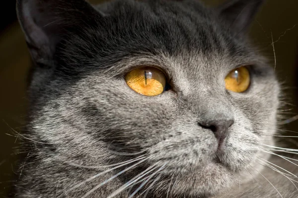 Katze Mit Großen Feurigen Augen Grau Britisch — Stockfoto