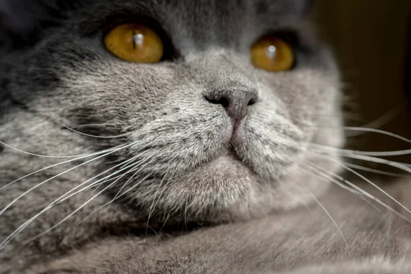 Cat Big Fiery Eyes Gray British — Stock Photo, Image