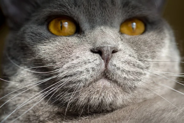 Chat Avec Grands Yeux Ardents Gris Britannique — Photo