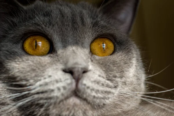 Кошка Большими Огненными Глазами Британскими — стоковое фото