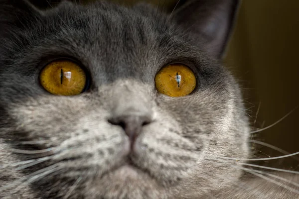 Büyük, ateşli gözlü bir kedi Gri Britanyalı
