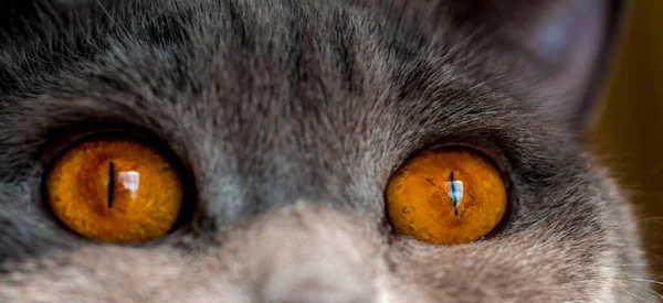 Gato Con Grande Ardiente Ojos Gris Británico —  Fotos de Stock