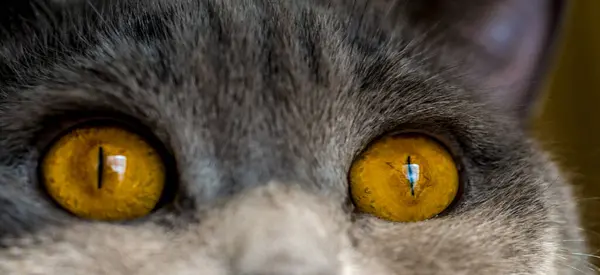 Gato Con Grande Ardiente Ojos Gris Británico — Foto de Stock