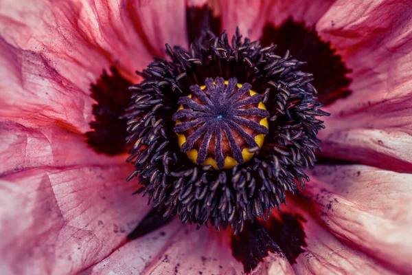 Mák Květina Zavřít Velmi Krásná Není Obyčejné Natočeno Makro — Stock fotografie
