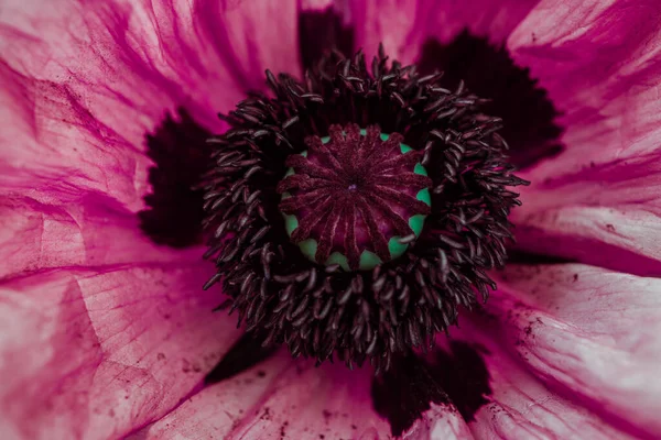 Παπαρούνα Λουλούδι Κοντά Πολύ Όμορφη Δεν Είναι Συνηθισμένο Γυρίστηκε Μακροεντολή — Φωτογραφία Αρχείου