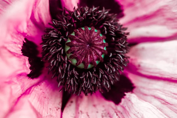 Mák Květina Zavřít Velmi Krásná Není Obyčejné Natočeno Makro — Stock fotografie