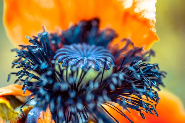 Haşhaş Çiçeği Çok Güzel Makroyla Çekilmiş Sıradan Bir Şey Değil — Stok fotoğraf