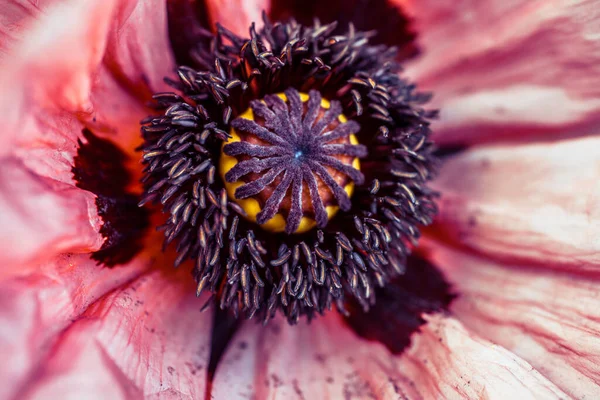 Maku Kwiat Blisko Bardzo Piękne Nie Zwykłe Filmowane Makro — Zdjęcie stockowe