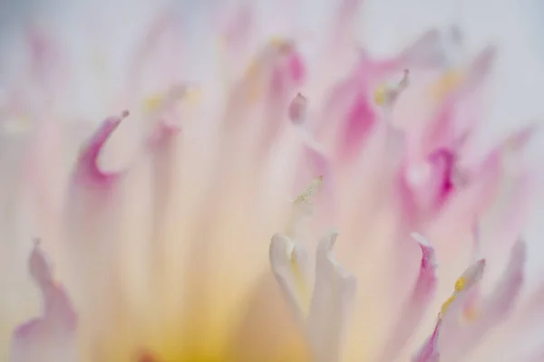 Gyönyörű Virág Van Közel Makró — Stock Fotó