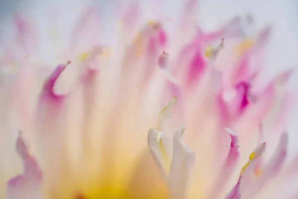 Hermosa Flor Está Cerca Macro —  Fotos de Stock