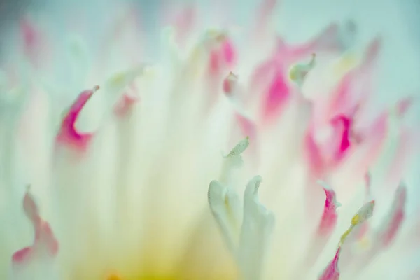 Bela Flor Está Perto Macro — Fotografia de Stock