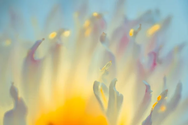 Piękny Kwiat Jest Blisko Makro — Zdjęcie stockowe