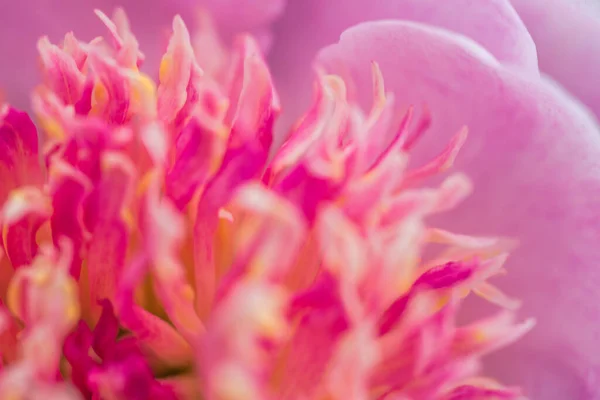 Mooie Bloem Dicht Bij Macro — Stockfoto