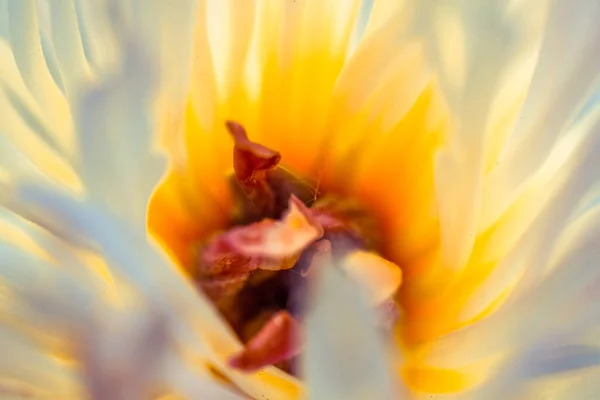 Piękny Kwiat Jest Blisko Makro — Zdjęcie stockowe