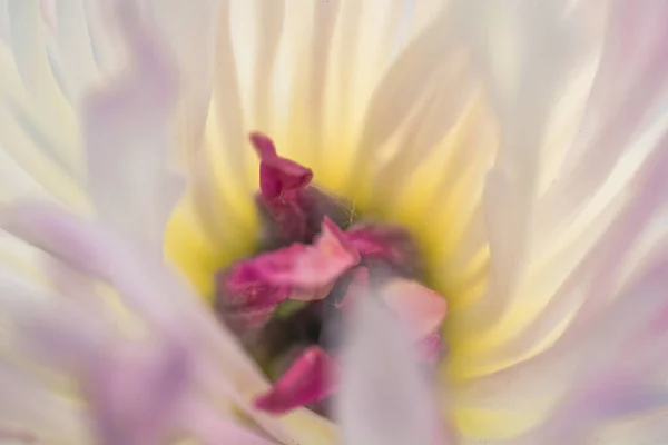 Vacker Blomma Nära Makro — Stockfoto