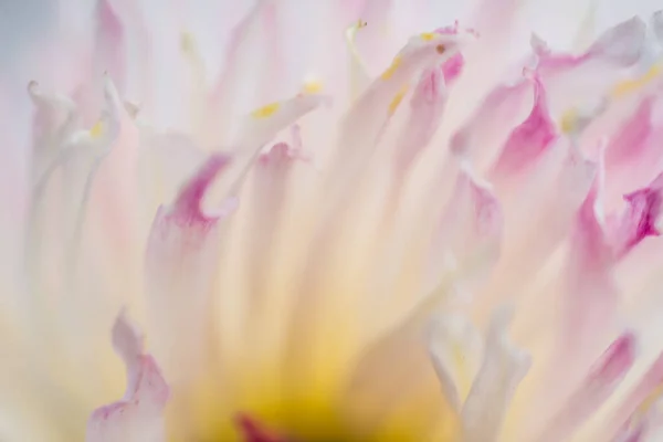 Schöne Blume Ist Nah Makro — Stockfoto