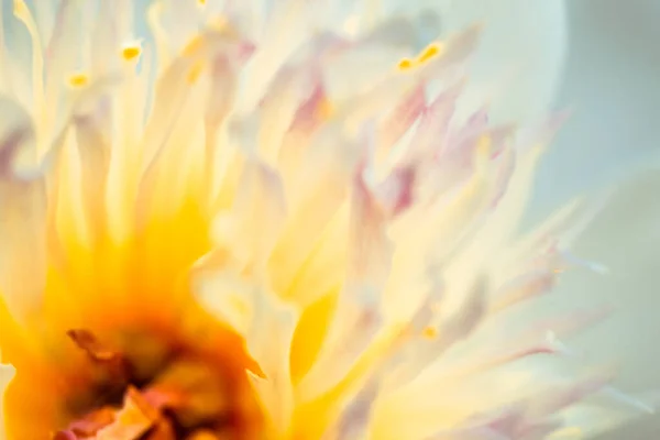 Beautiful Flower Close Macro — Stock Photo, Image