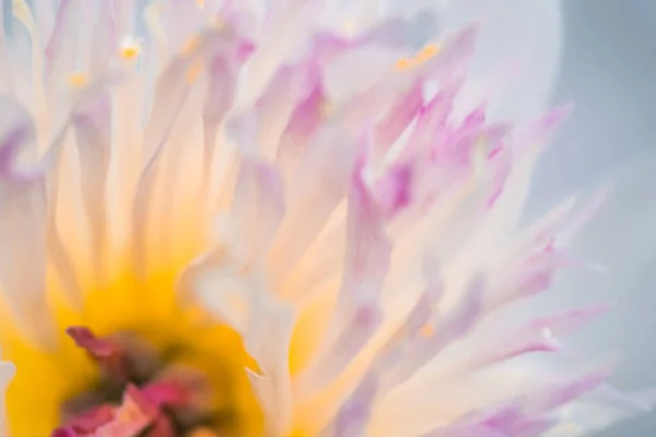 Hermosa Flor Está Cerca Macro —  Fotos de Stock