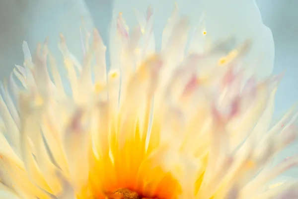 Schöne Blume Ist Nah Makro — Stockfoto
