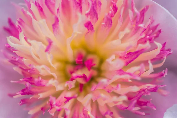 Hermosa Flor Está Cerca Macro —  Fotos de Stock