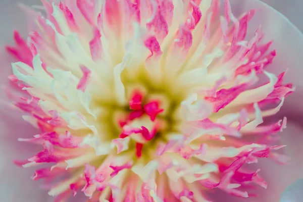 Güzel Çiçek Makroda Yakındır — Stok fotoğraf