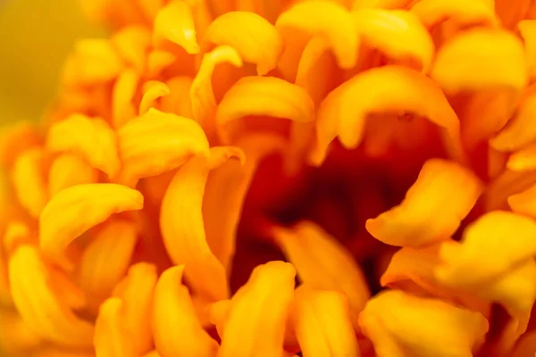 Schöne Chrysanthemenblüte Makro Oder Mikro — Stockfoto